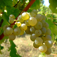 Vendita Vini Autoctoni Native Grapes - VANG